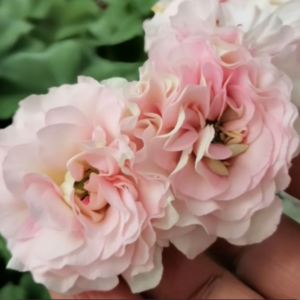 Пеларгония гибридная Эрик Аврора