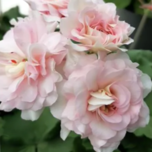 Пеларгония гибридная Эрик Аврора