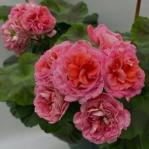 Пеларгония зональная Эрик Феникс Вальс