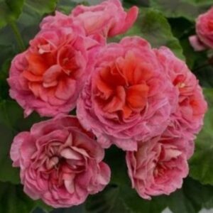 Пеларгония зональная Эрик Феникс Вальс