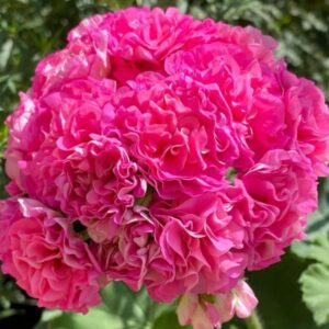 Пеларгония гибридная Эрик Мулан