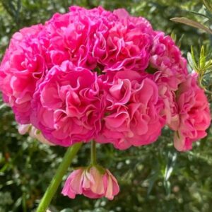 Пеларгония гибридная Эрик Мулан