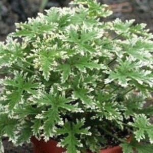 Пеларгония душистая Fragrant Frosty