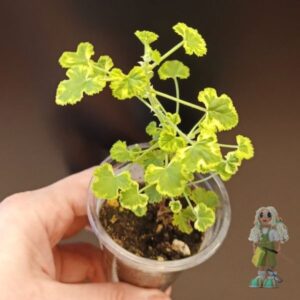 Пеларгония душистая Golden Sweet Well