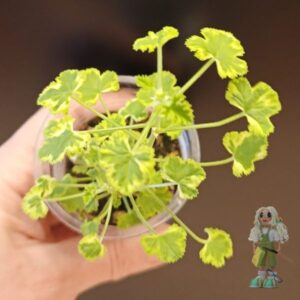 Пеларгония душистая Golden Sweet Well