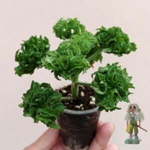 Пеларгония душистая Graveolens Bontrosai