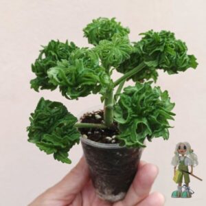 Пеларгония душистая Graveolens Bontrosai