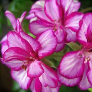 Пеларгония плющелистная Harlequin Alpine Glow