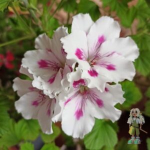 Пеларгония королевская Elegance Royalty White