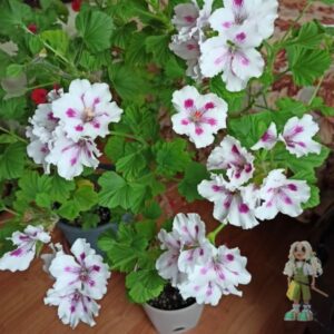 Пеларгония королевская Elegance Royalty White