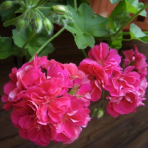 Пеларгония плющелистная Jane Innes