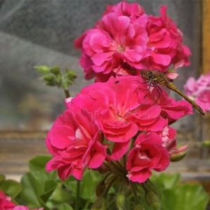 Пеларгония плющелистная Jane Innes