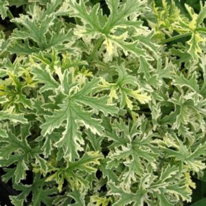 Пеларгония душистая Lady Plymouth