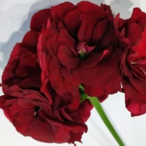 Пеларгония плющелистная Le Pirat