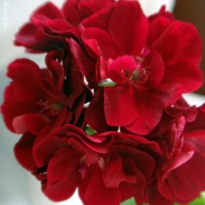 Пеларгония плющелистная Le Pirat