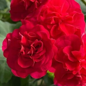 Пеларгония зонартик ЛиА Марцелина