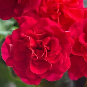 Пеларгония зонартик ЛиА Марцелина