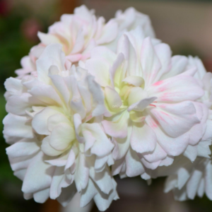 Пеларгония зонартик ЛиА ZA Лаура