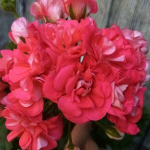 Пеларгония зонартик ЛиА ZA Пасадобль