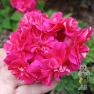 Пеларгония зонартик ЛиА ZA Ромэо