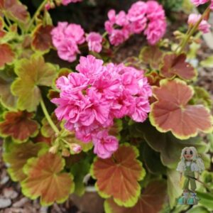 Пеларгония зональная ЛиЛи Сарасвати