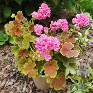 Пеларгония зональная ЛиЛи Сарасвати