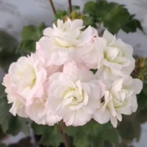 Пеларгония зонартик МальТа Прима Балерина