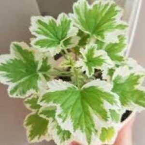 Пеларгония душистая Manns Genevra