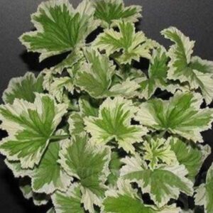 Пеларгония душистая Manns Genevra