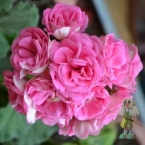 Пеларгония зональная Мара-Чараунiца