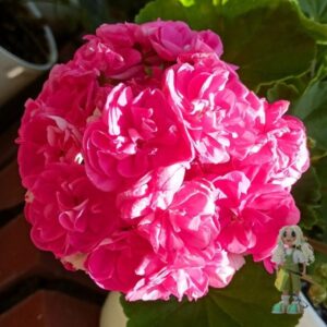 Пеларгония зональная Мара-Чараунiца