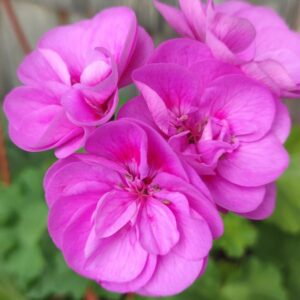 Пеларгония гибридный зонартик МЮ-Хоббит