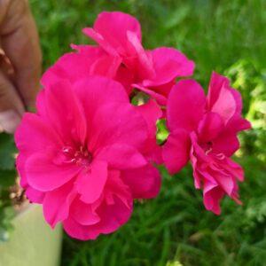 Пеларгония гибридный зонартик МЮ-Руза