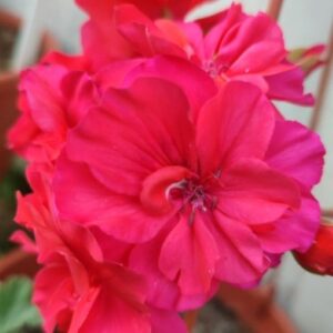 Пеларгония гибридный зонартик МЮ-Руза