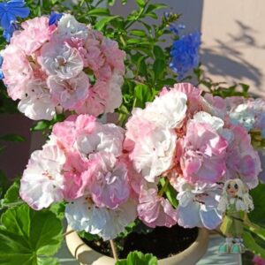 Пеларгония зональная ОЧ-Madpearl White