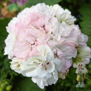 Пеларгония зональная ОЧ-Madpearl White