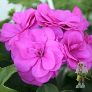 Пеларгония плющелистная PAC Blue Sybil