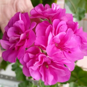 Пеларгония плющелистная PAC Blue Sybil