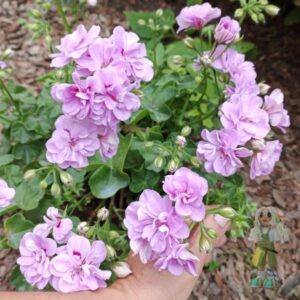 Пеларгония плющелистная Toscana Teske