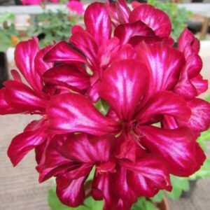 Пеларгония плющелистная PAC Mexica Tomcat