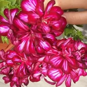 Пеларгония плющелистная PAC Mexica Tomcat