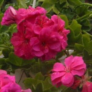 Пеларгония плющелистная PAC Nealit-2