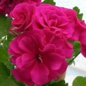 Пеларгония плющелистная PAC Nealit-2