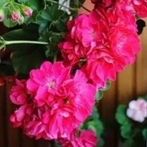 Пеларгония плющелистная PAC Purple Sybil  