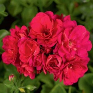 Пеларгония плющелистная PAC Purple Sybil  