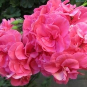 Пеларгония плющелистная Pac Vicky