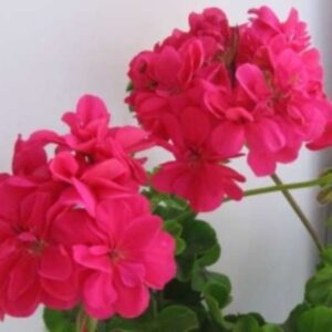 Пеларгония плющелистная Pac Vicky