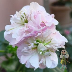 Пеларгония плющелистная Pac Viva Carolina