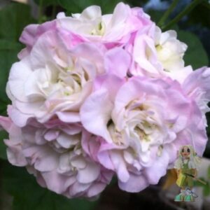 Пеларгония плющелистная Pac Viva Carolina