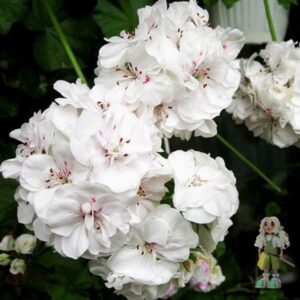 Пеларгония плющелистная Pac White Pearl